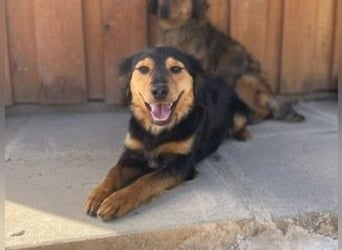 Bruno - liebenswerter kleiner Rüde sucht sein Für-Immer-Zuhause