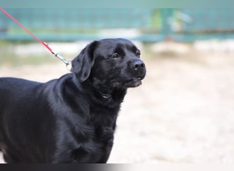 ROCKY - der liebe, aufgeschlossene Rüde kennt das Familienleben und träumt von einem lieben Zuhause
