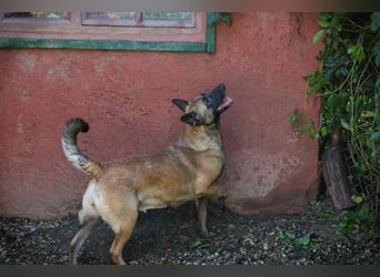 KIM - die vorsichtige Malinoishündin sucht ein hundeerfahrenes Zuhause