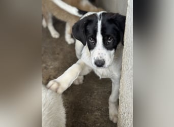 Zola, geb. ca. 01/2025, lebt in GRIECHENLAND, im städt. Tierheim Serres