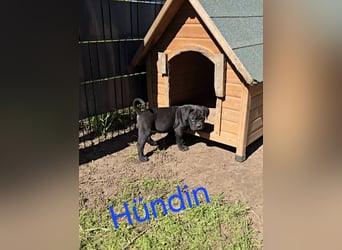 Presa Canario x Cane Corso 