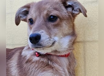 Walburga, !!! SOS !!!!  PS Oberkochen liebevolle, kleine Hündin sucht Ihr Körbchen