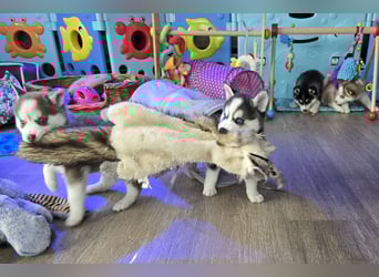 Zauberhafte Pomsky Welpen in echter Minihusky-Optik