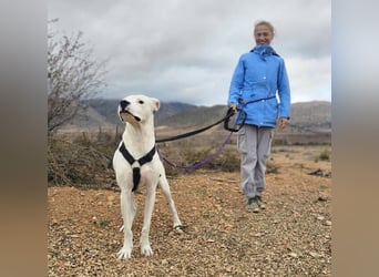 Pai (Spanien) – wunderschöner Dogo Argentino-Bub sehnt sich nach seiner Familie