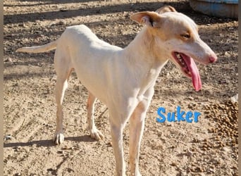 Suker 03/2021 (ESP) - wundervoller, lieber & sehr sozialer Podenco-Mix wird immer übersehen!