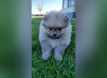 Reinrassige Pomeranian-Hündinnen mit Ahnentafel suchen ihre Traumfamilien