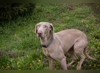 Weimaraner Hündin Melly