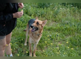 Tilo (Spanien) – ein liebevoller Vagabund auf vier Pfoten