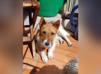 Blinki, sehr lieber und neugieriger Jack Russell-Mix, geb. 01/2023
