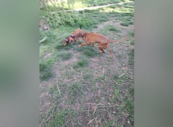 Zizi, kleine Dackel Dame möchte um die Wette flitzen