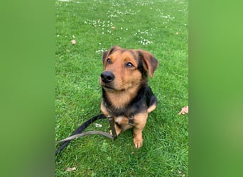 Sonnenschein Aiko wünscht sich seine Menschen