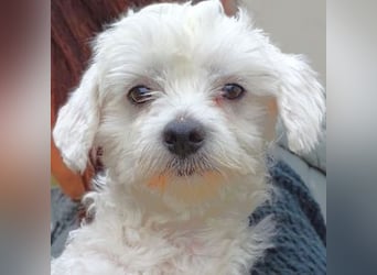 Marley 2, Malteser-Mischling
