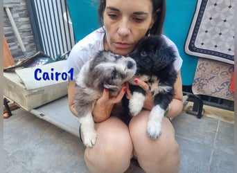 Cairo1 geb. 05/2025 (ESP) - verspielter Border-Collie-Mix Welpe!