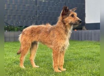 Peaches ❤️ wartet in 51143 Köln