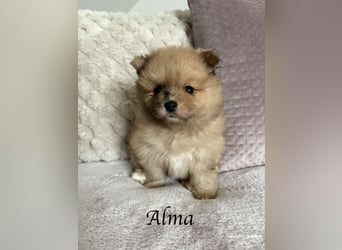 Alma – die kleine Entdeckerin mit großem Herz