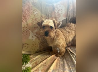 Franz - freundlicher, menschenbezogener Mini Yorkshire Terrier Mix Rüde / z.Zt. noch in Rumänien