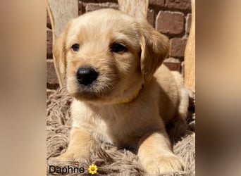 Labradoodle F1 apricot