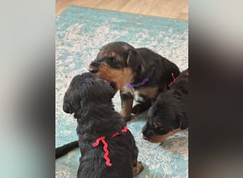 Typvolle Airedale Terrier Welpen aus Leistungszucht VDH/KfT