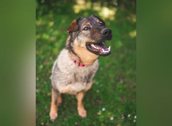 Freundlicher Tobi mit besonderen Ohren sucht sein Glück