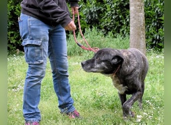 Biggie - Schoßhund im XXXL-Format?