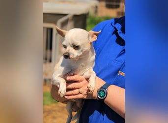 Kulcs PP – Zarte Chihuahua-Hündin sucht liebevolles Zuhause mit Herz