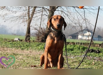 Moon, zauberhafter toller Hund