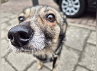 Grisa - eine besondere Hundedame