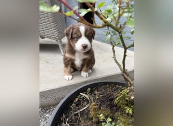 Mini Australien Shepherd Welpen suchen Traumzuhause