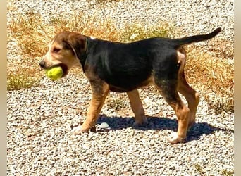 Leon, kleiner Herzensbrecher, 4 Monate, 42 cm, 17 kg