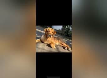 Golden Retriever dark reinrassig