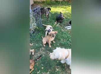 CHERIE - Zuckersüßes Mädchen sucht ihre Menschen