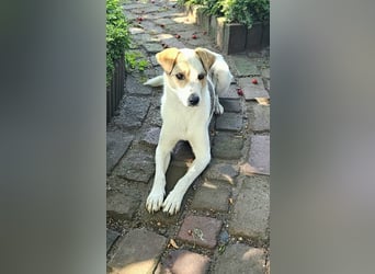 Schmusefreund IVO sucht sein Traumzuhause
