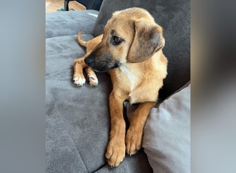 Herzensbrecher Bernie sucht sein Happy End (82515 Wolfratshausen)