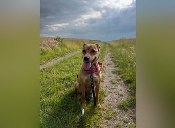 Skylar - befindet sich auf einer Pflegestelle in 56753 Trimbs