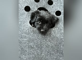Labrador Mix Welpen