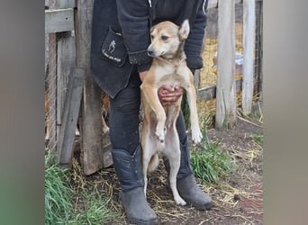 Kleiner Tierschutzhund Bröse❤️sucht Zuhause oder Pflegestelle