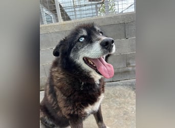 Huskymix Alek soll nicht im Shelter sterben