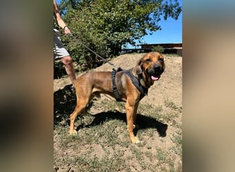 Theo - unser liebevoller Riese
