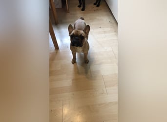 2 Französische Bulldogge