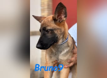 Bruno9 11/2024 (ESP) - sportlicher Malinois-Schäferhund-Mix Welpe!