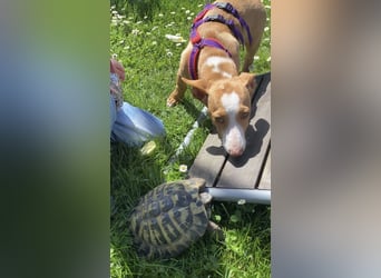 Pina, clevere und soziale Junghündin