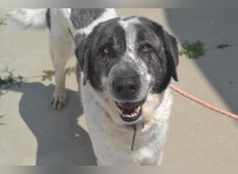 Gandalf (Roundy), ein freundlicher und ruhiger Rüde mit einem offenen Wesen