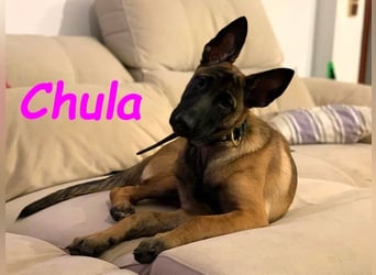 Chula geb. 04/2025 (ESP) - sportliche und aktive Malinois Welpin!
