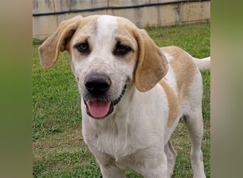 Fred - griech. Schäferhund-Mischling