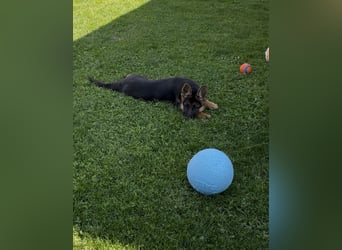 Zantana sucht neues zu Hause 