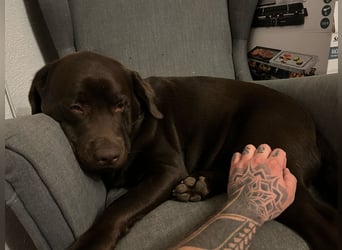 Therapie Hund Eignung 14 Monate Labrador Rüde Mega lieb