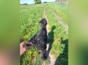 Jacky VI – Lebensfroher Riesenschnauzer sucht aktives Zuhause