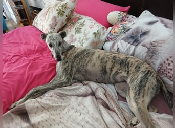 Espania(CR) hübsches Galgo Mädchen sucht seine Familie