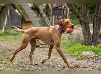 Lord - ungarischer Vizsla - ein außergewöhnlicher Begleiter!
