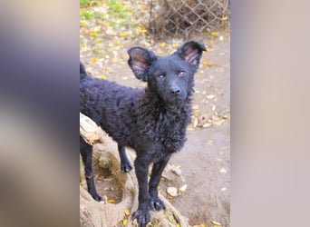 Freundlicher PANCHO ist ein liebevoller und allseits beliebter Traumhund